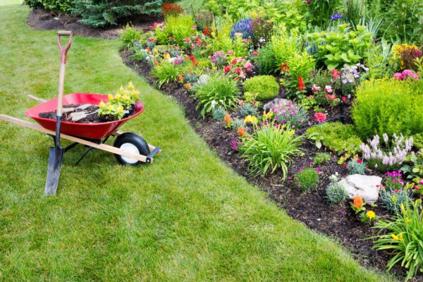 Garden work being done transplanting celosia seedlings into a newly landscaped fllowerbed with colorful ornamental flowering plants
