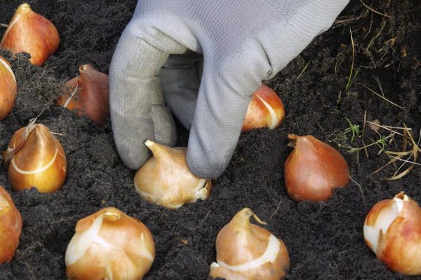 В юном месяце апреле из цветника не вылезаю, хочу стать цветком на своей клумбе