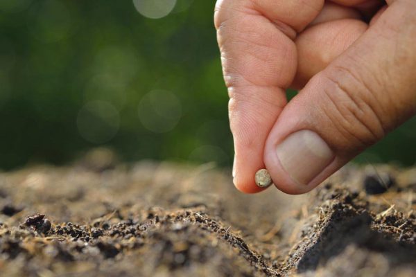 Цветы под зиму, без которых участок будет выглядеть грустно