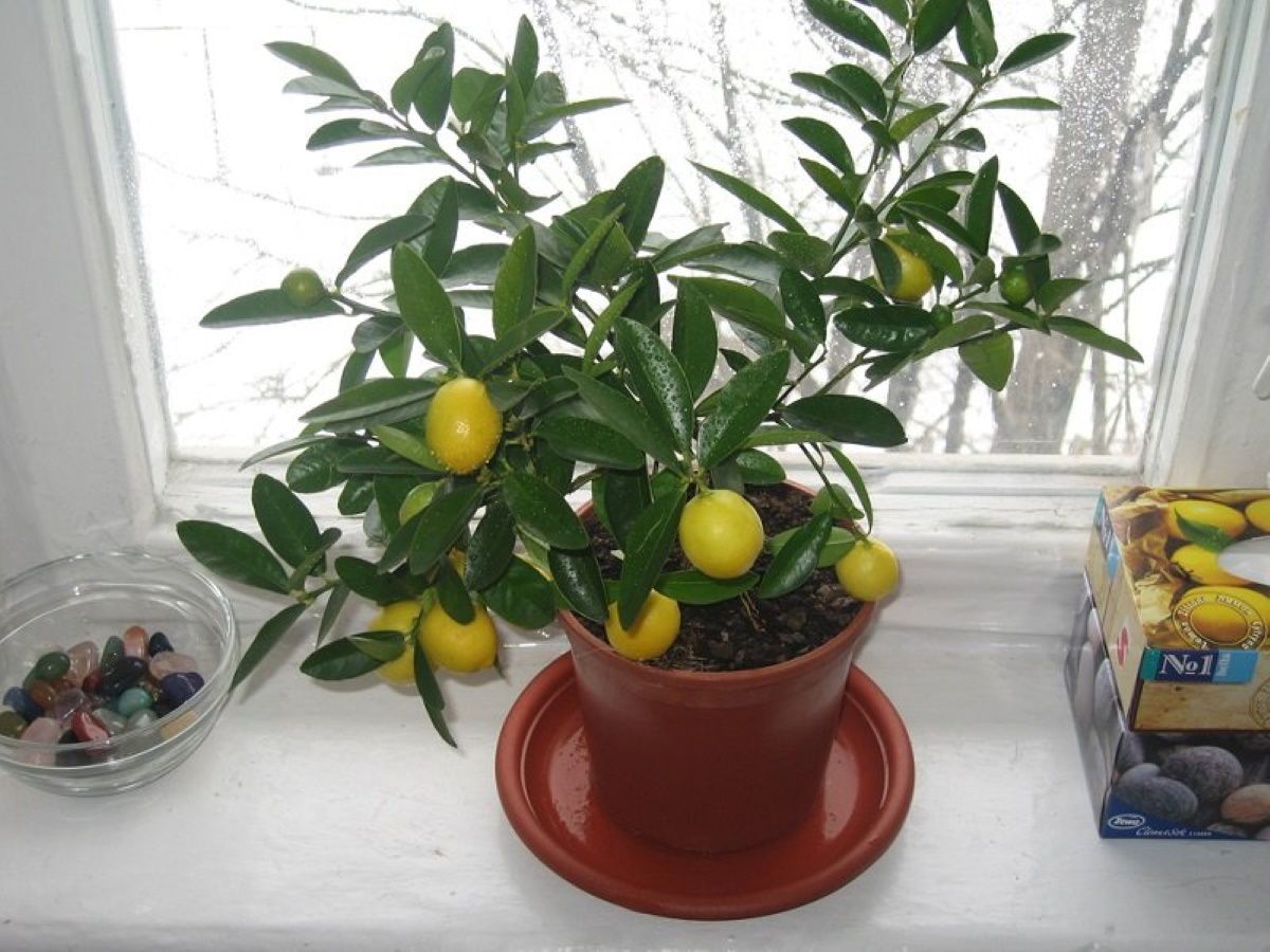 Вырастить лимон в домашних условиях с плодами. Лимонелла лимонное дерево. Цитрус (комнатное растение) лимон Мейера. Лимон Мейера Росток. Лимонелла дерево комнатное.