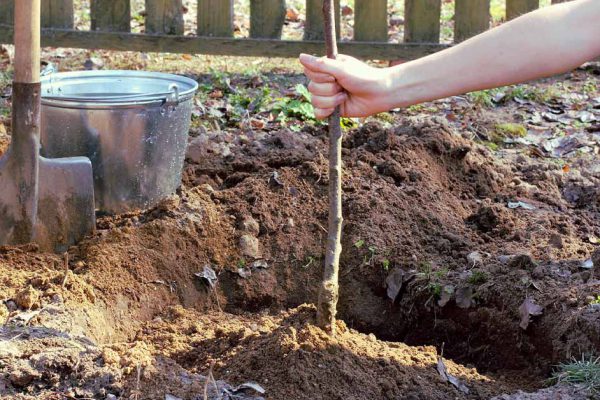 Какие деревья и кусты нельзя сажать осенью