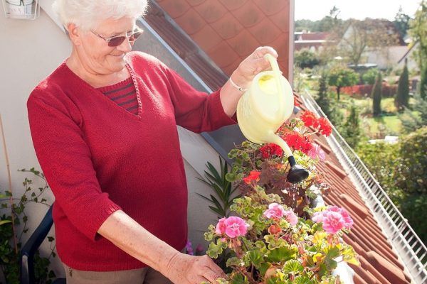 Комнатные растения, чтобы в доме водились и монеты, и доллары