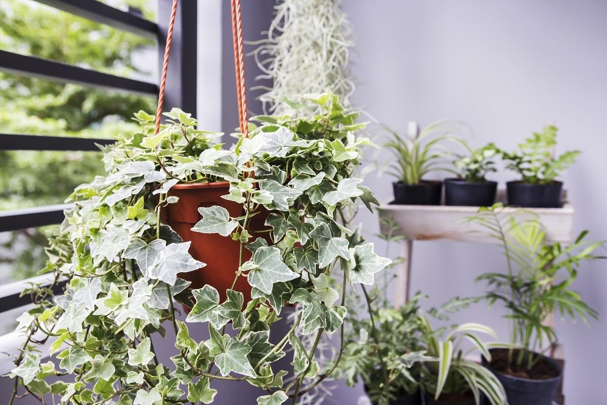 какие комнатные растения держать дома