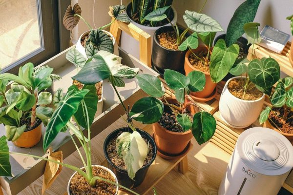 Вынесла из квартиры 15 вазонов, жить стало легче и приятней