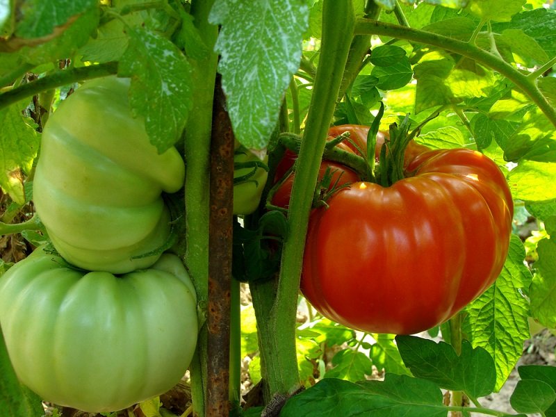 Сколько кустов томатов посадить на огороде Вдохновение,Советы,Быт,Консервация,Овощи,Огород,Помидоры