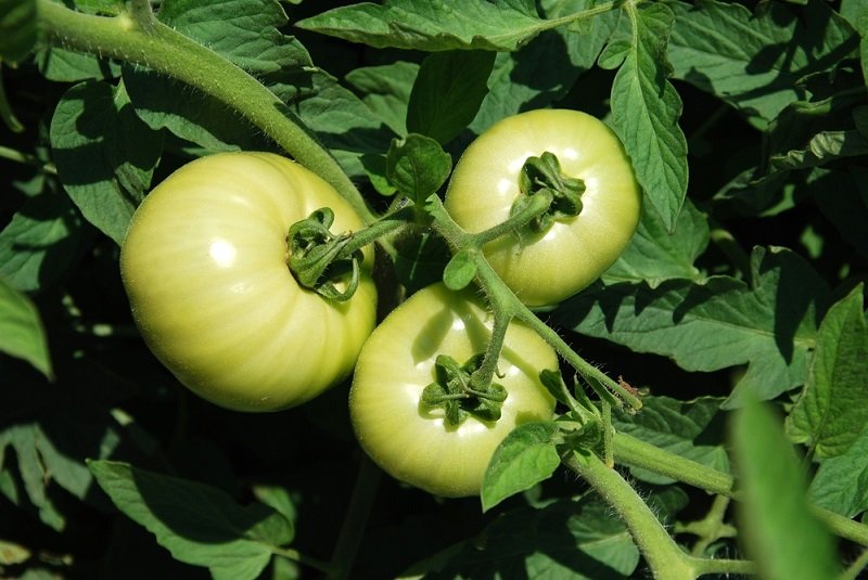 Сколько кустов томатов посадить на огороде Вдохновение,Советы,Быт,Консервация,Овощи,Огород,Помидоры