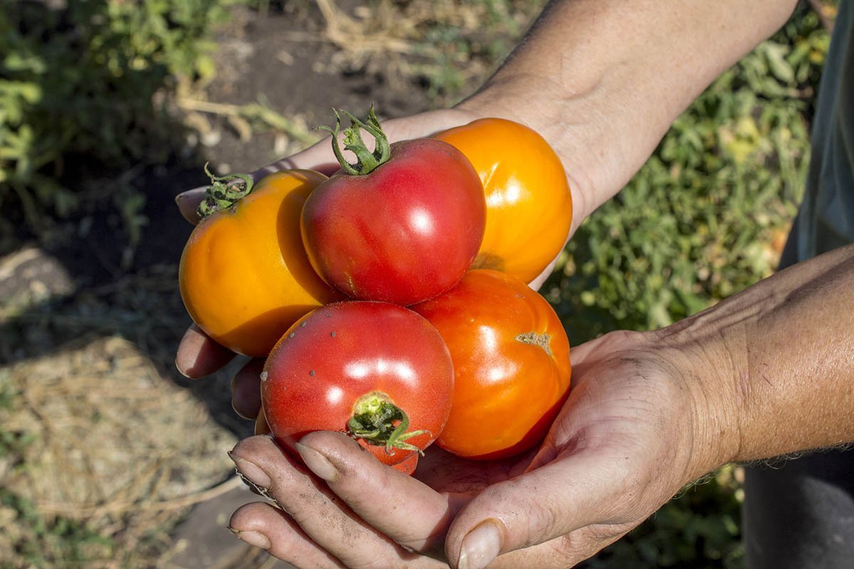 Ошибки дачников, которые из года в год выращивают безвкусные помидоры