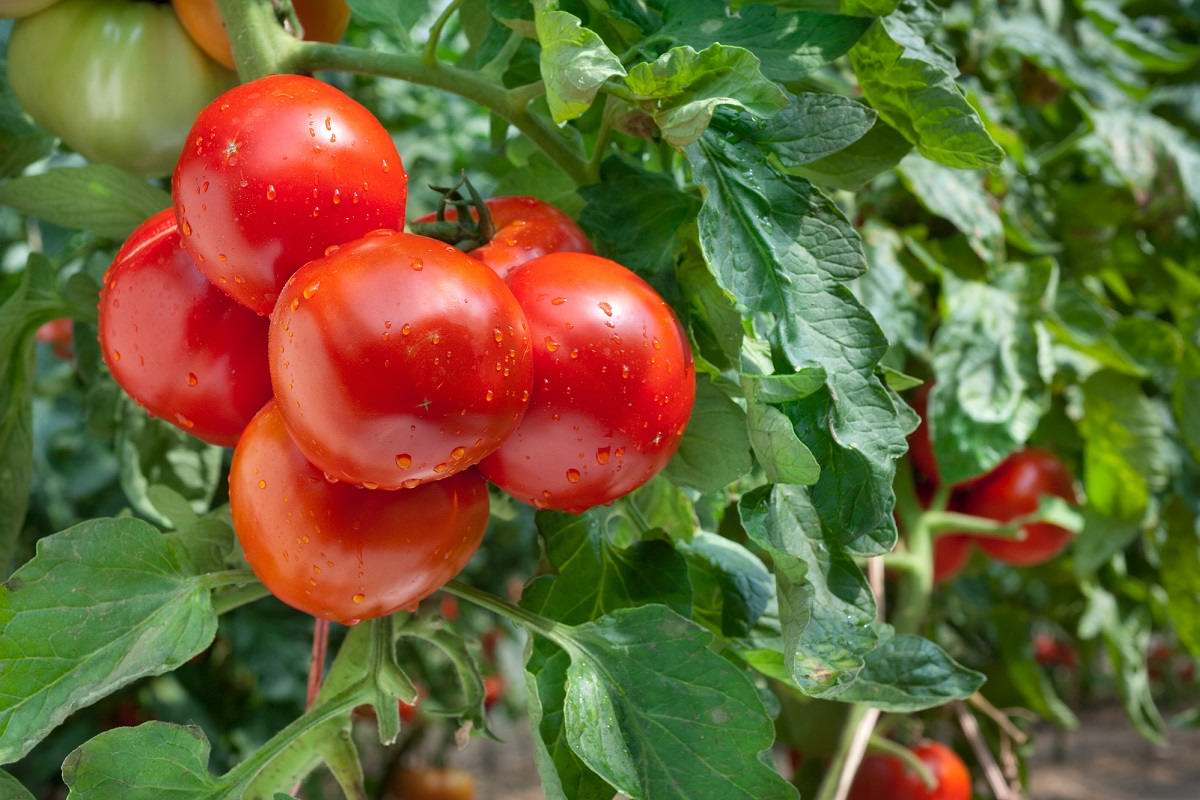 Ошибки дачников, которые из года в год выращивают безвкусные помидоры Советы,Вкус,Выращивание,Дача,Огород,Помидоры,Удобрения