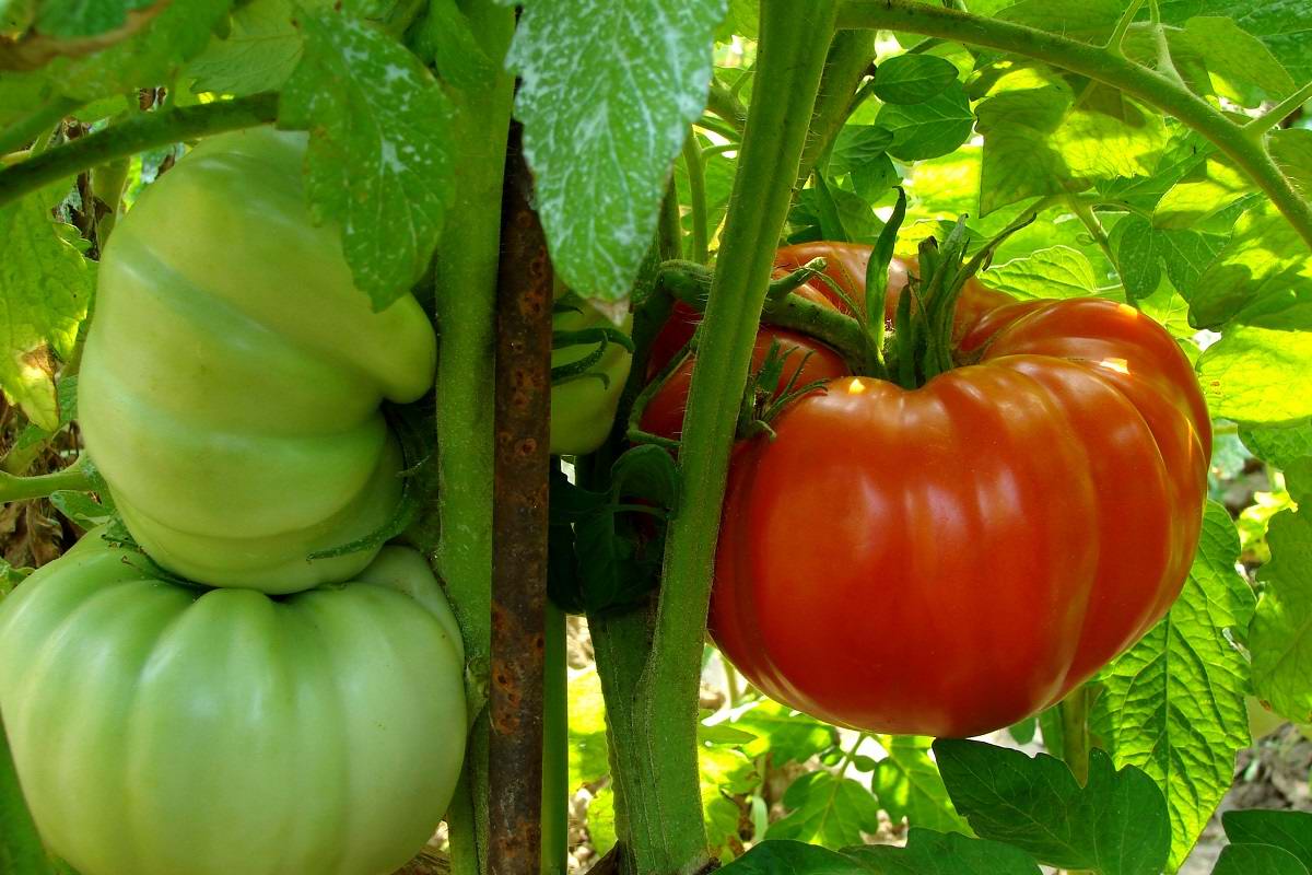 Ошибки дачников, которые из года в год выращивают безвкусные помидоры Советы,Вкус,Выращивание,Дача,Огород,Помидоры,Удобрения