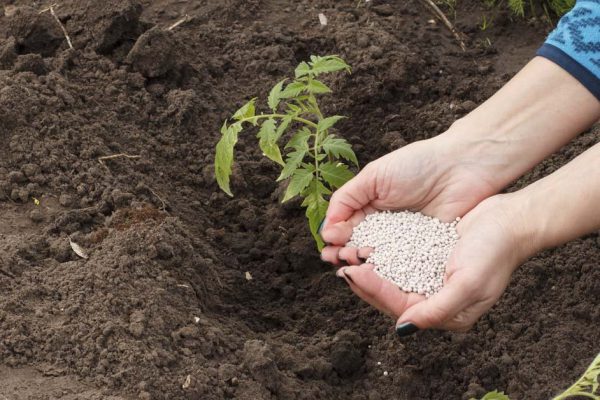 Ошибки дачников, которые из года в год выращивают безвкусные помидоры