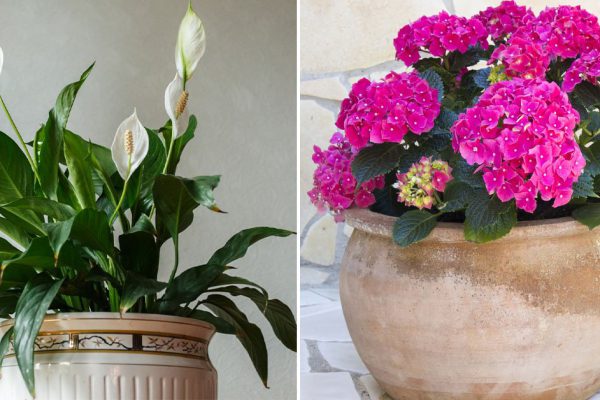 Цветы в доме, что меняют жизнь в худшую сторону