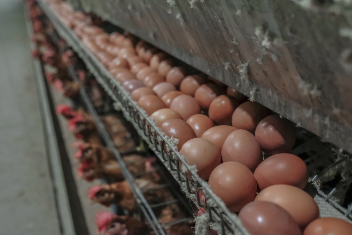 Почему наши хозяйки ищут отборные яйца, а европейские — «куриный горох» которые, категория, больше, какие, всего, самые, более, Поэтому, только, могут, куриные, размером, значит, которых, продукта, «куриный, горох», ценятся, почти, осталось