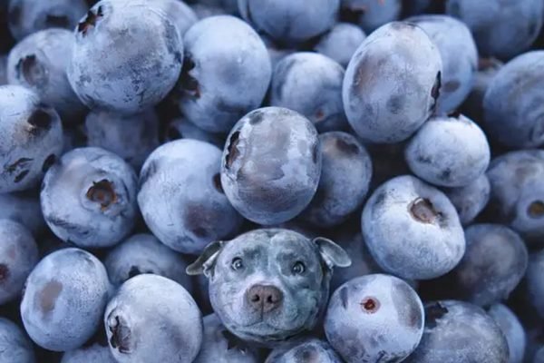 Большинство людей не могут рассмотреть то, что скрыто среди ягод, проверь свои силы