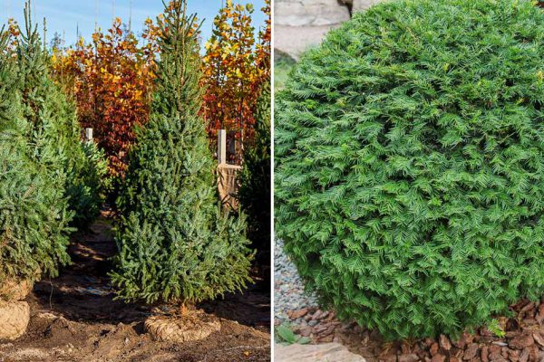 Деревья-защитники: что высадить возле дома, чтобы в семье был мир и достаток