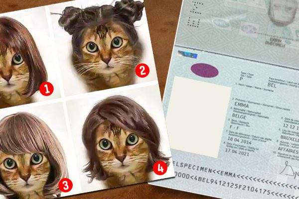 Выбери фото для кошачьего паспорта и узнай свое эмоциональное состояние