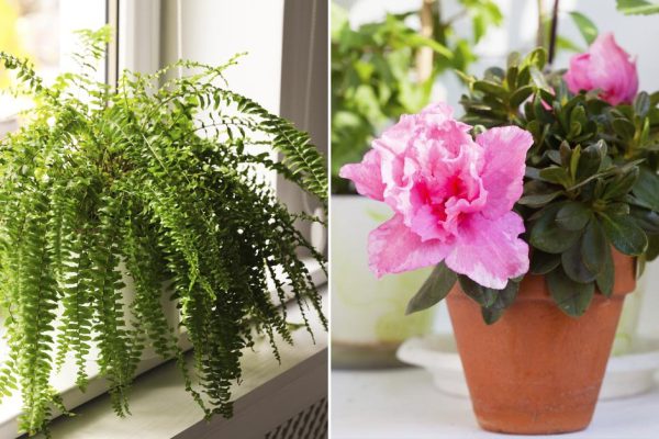 Какие растения прогоняют из дома деньги и провоцируют нищету