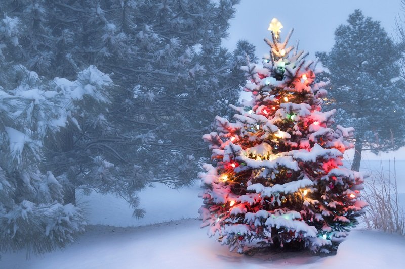 Что сделать, чтобы новогодняя елка простояла дольше Советы,Быт,Деревья,Дом,Идеи,Лайфхаки,Праздники