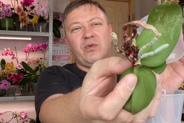 Мужчина в зарослях орхидей расскажет, от каких горшков пора избавиться, корням душно