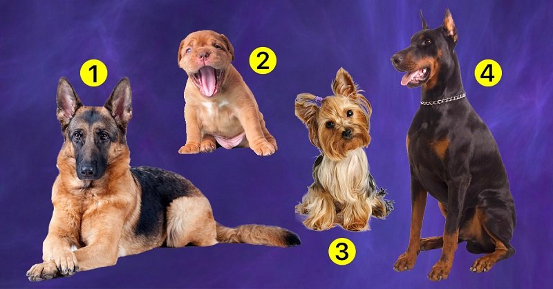 тест на идеального мужчину