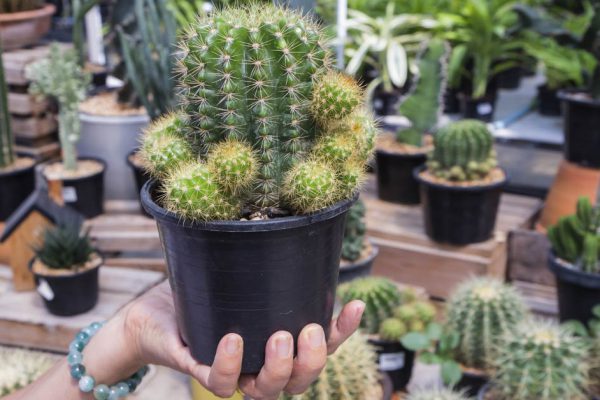 Где нельзя ставить комнатный кактус и когда нужно от него избавляться