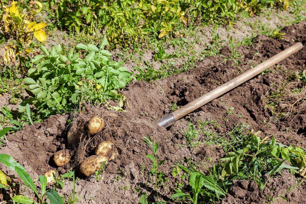 Можно ли использовать для посадки картофель из магазина картофель, может, можно, клубни, посадочный, репродукция, посадки, клубней, картошка, картофеля, картошку, материал, магазине, только, Картофель, урожай, Обычно, семенные, миниклубней, семенной