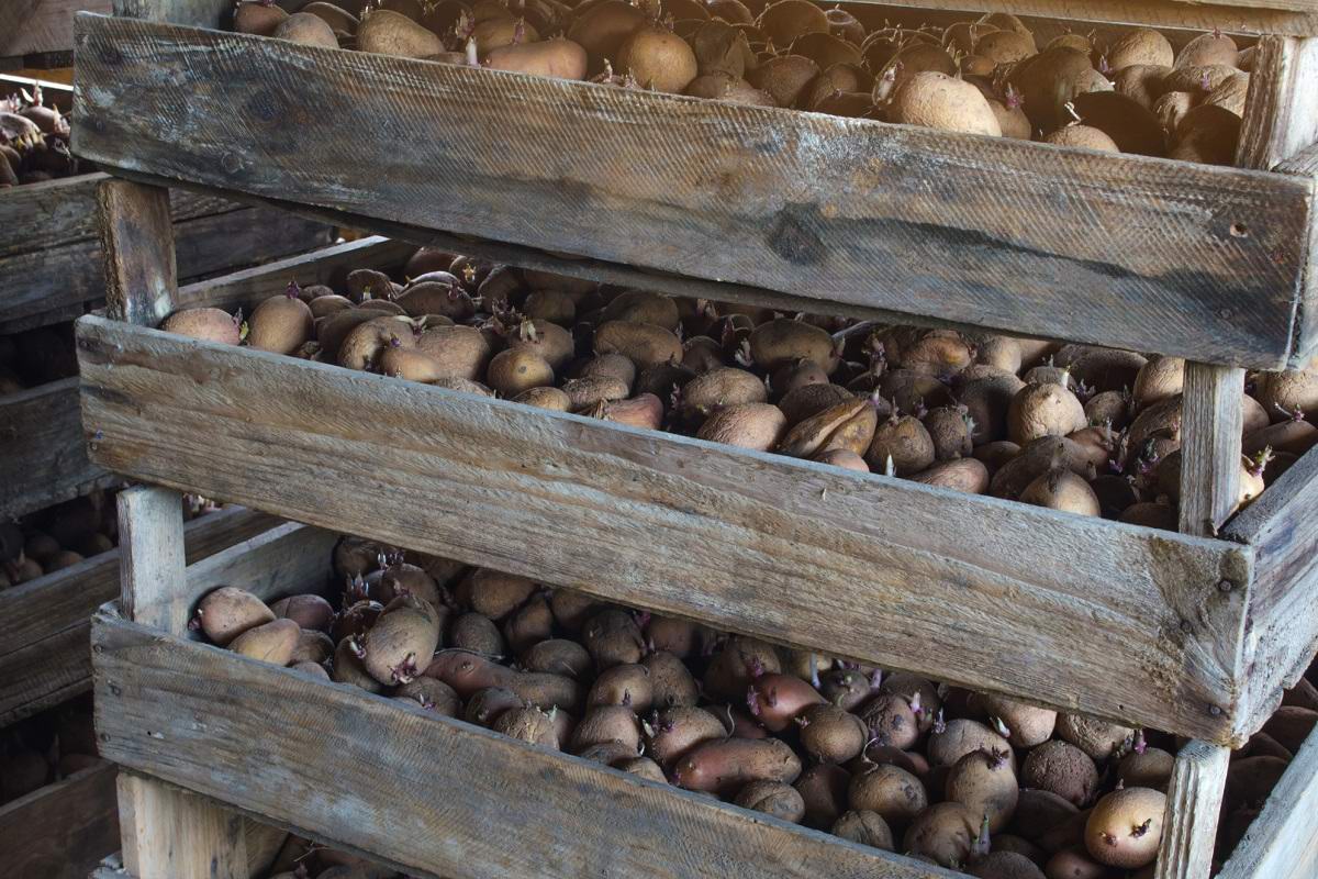 Можно ли использовать для посадки картофель из магазина Советы,Дача,Картошка,Огород,Урожай