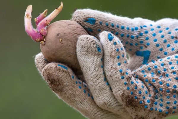 hand planting potato tuber in in the vegetable garden