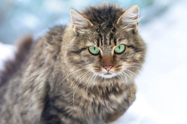 Два в одном: породы кошек, которые по характеру напоминают собак