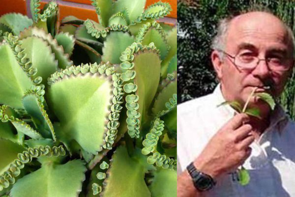 Этот домашний бабушкинский рецепт используют по сей день: варикоз, заболевания кожи и глаз, бородавки, всё проходит…