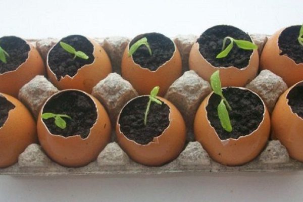 Когда сажать рассаду в 2017 году: благоприятные дни для посадки овощей. Урожай всем на зависть!