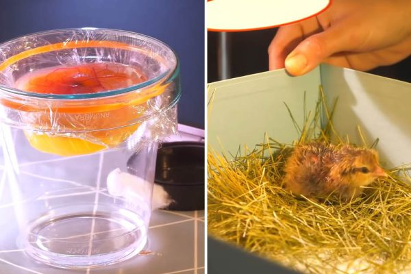 Ютубер вывел цыпленка в стакане и заснял весь эксперимент, для которого понадобилось три года