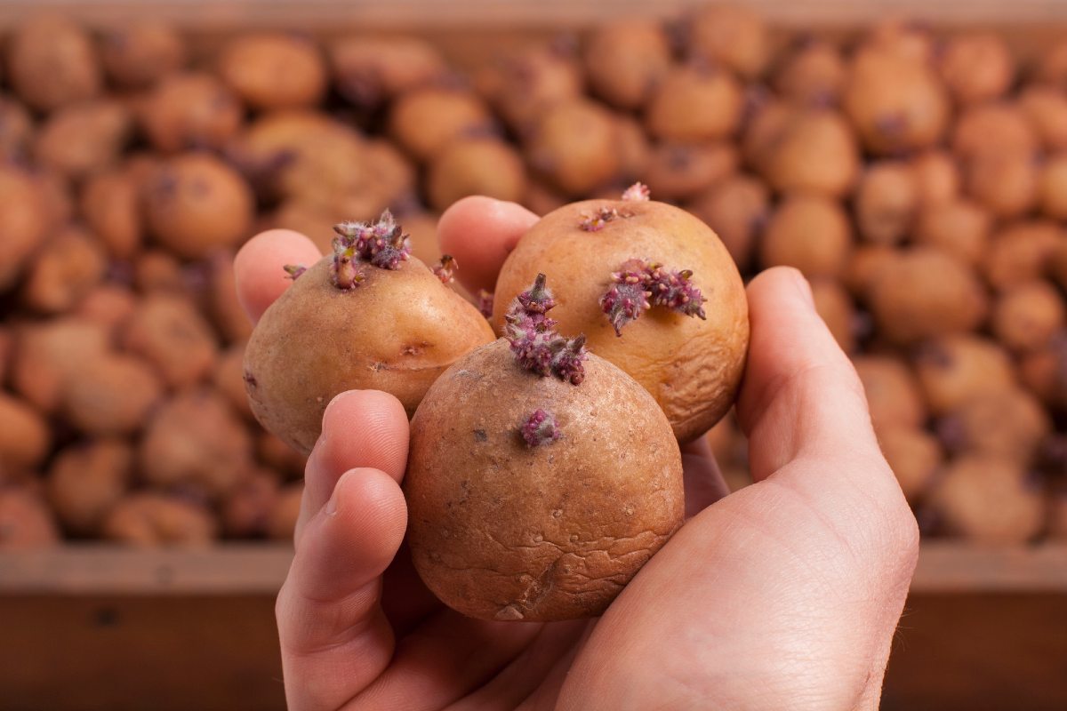 картофель посадка и уход в открытом грунте