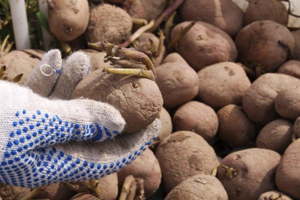 Сосед культивирует картофель, научил, как надрезать клубни перед посадкой для щедрого урожая