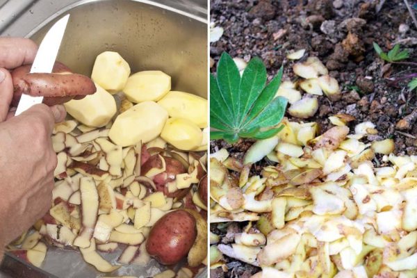 Исправно собираю картофельные очистки и везу на дачу, хоть вся семья ругает мою привычку