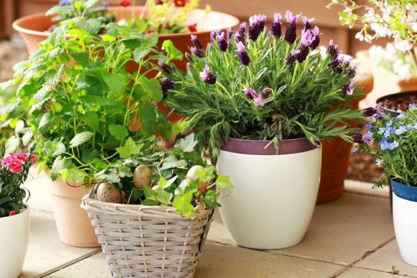 Outdoor flower pots for small garden, patio or terrace