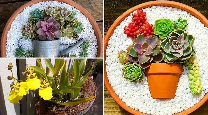 горшки из кокосового ореха