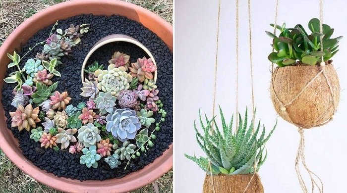 суккуленты в горшках
