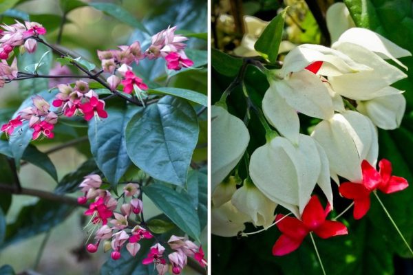 Как ухаживать за клеродендрумом Томпсона