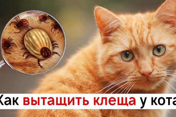 Чтобы вытащить клеща у любимой кошечки, она использовала этот трюк. Всего-то нужно…