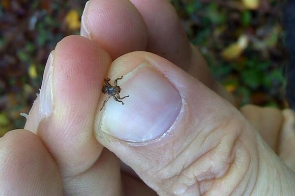 Летающие клещи распространяются, их стали замечать всё чаще, будь бдителен и осторожен