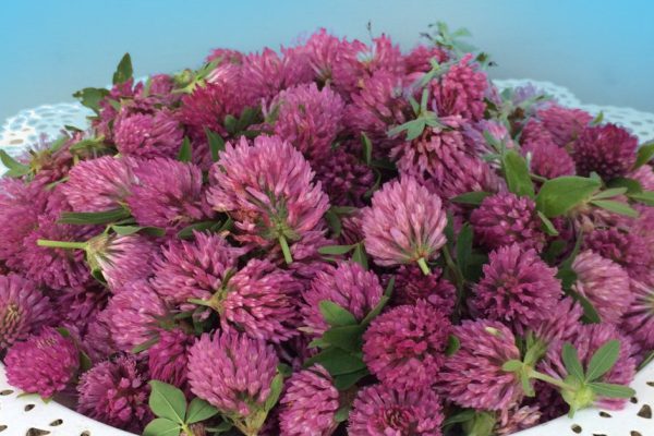 Чем полезен клевер