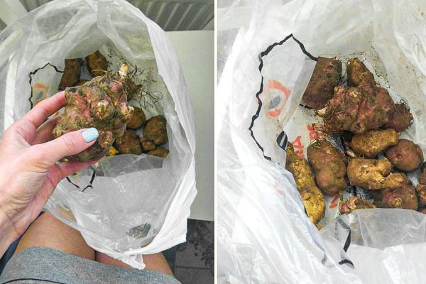 Топинамбур можно перепутать с сорняком, мощное, неприхотливое и очень урожайное растение