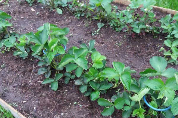 Клубнику собираю прямо с куста. Ни одна ягода на землю не ложится.