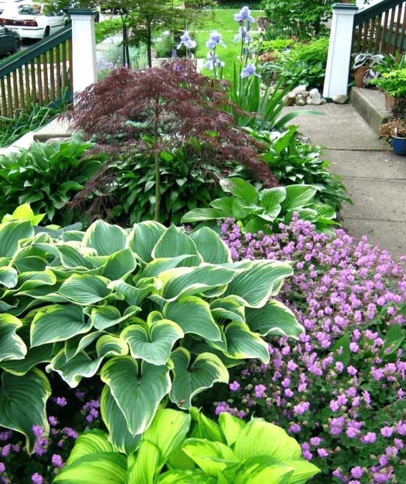 Растения хосты в саду фото