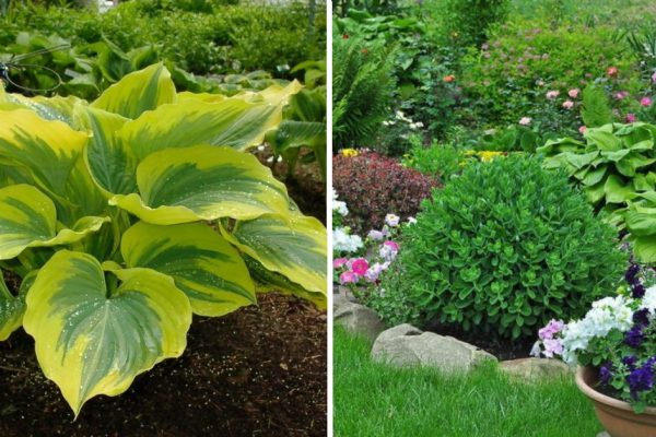 Подборка идей клумб с хостами