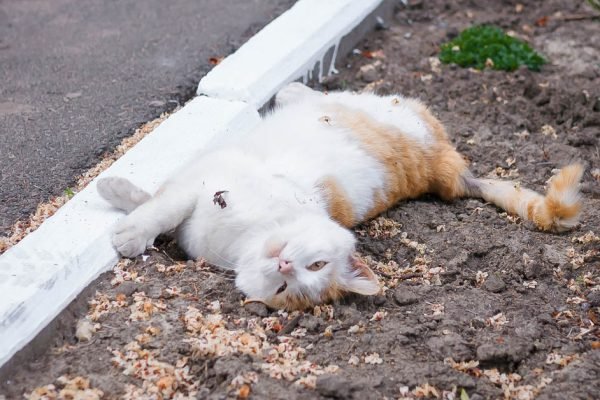 Клумбы цветут и пахнут, пока коты и собаки не приходят туда по своим делам, ищу способ уберечь свои цветы
