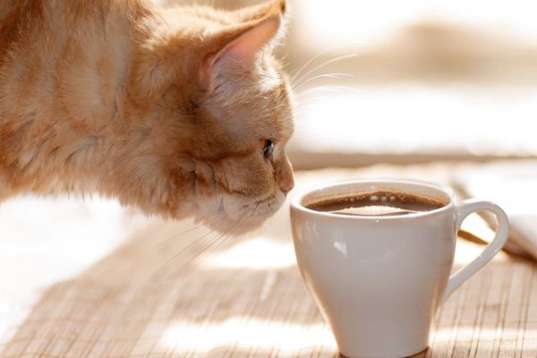 red cat sniffing a mug of black coffee while standing on a table with paper and pen