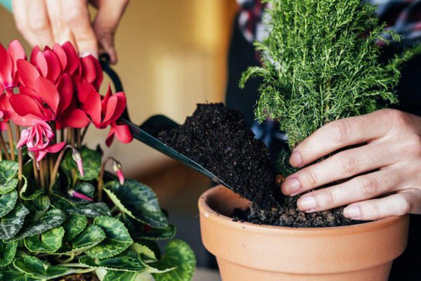 Как сделать удобрение из кофейного жмыха