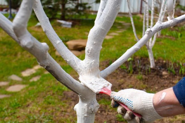Многие садоводы по весне берутся белить деревья, но только 1 из 10 делает это правильно