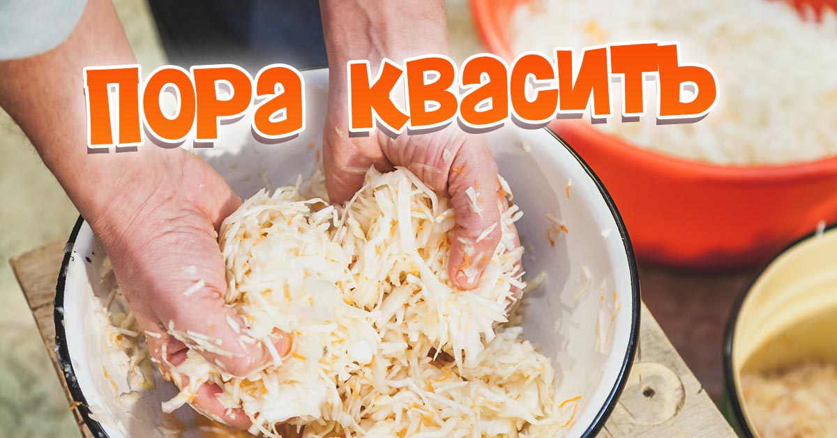 Пора квасить картинка